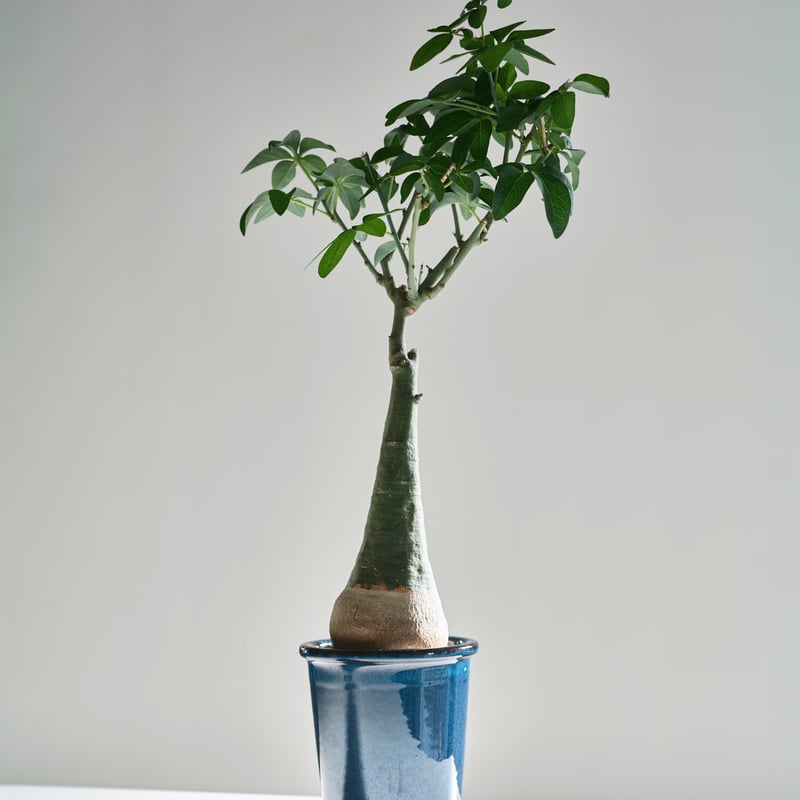 アデニア グラウカ blue pot | MEGASHEEP