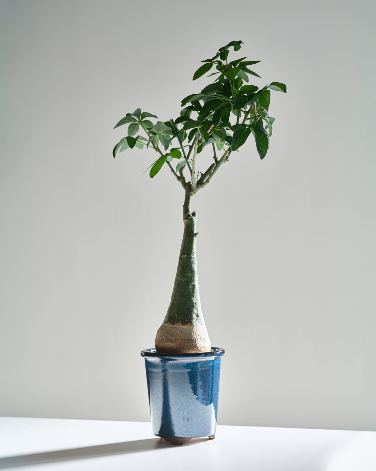 アデニア グラウカ blue pot | MEGASHEEP