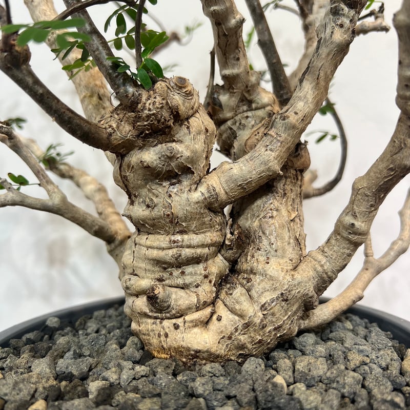 センナメリディオナリス | MEGASHEEP