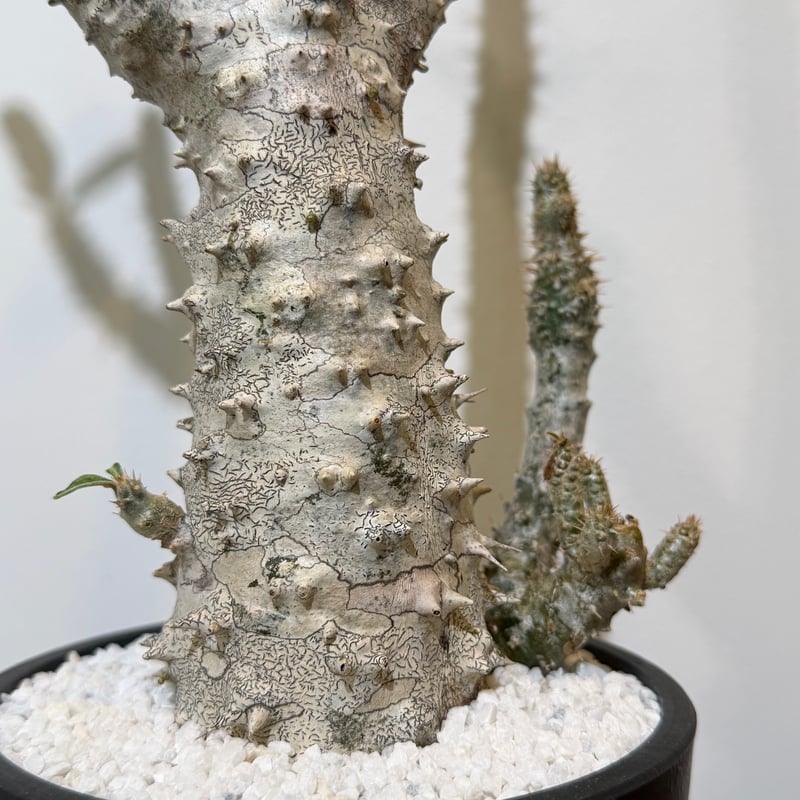 パキポディウムホロンベンセ パキポディウム ホロンベンセ | MEGASHEEP