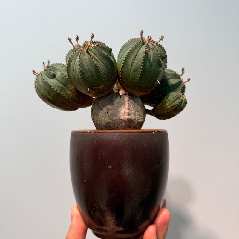 ユーフォルビア オベサ 梵天 斑入 モンスト | MEGASHEEP