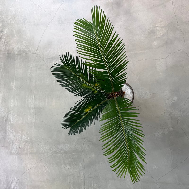 ソテツ サイカス レボルタ | MEGASHEEP