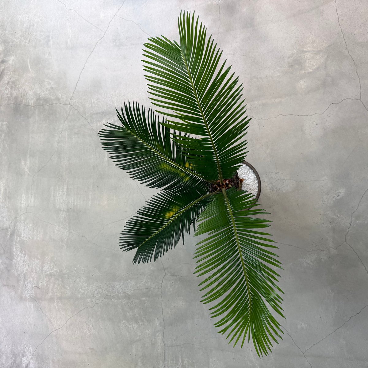 【冬支度セール】サイカス・レボルタ / ソテツ 多頭 大株 ガーデニング hanaikushop_ki-cycas-001