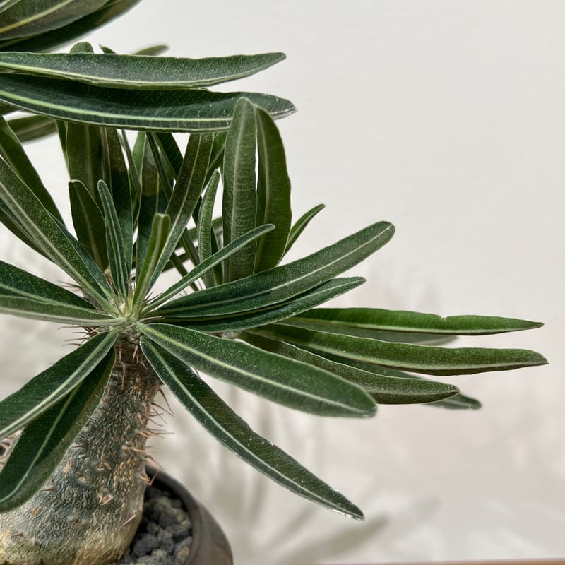 小野瀬一　陶器鉢　植物　アガベ　サボテン　グラキリス CATEGORY 小野瀬一 作 植木鉢 | Botanical Holic