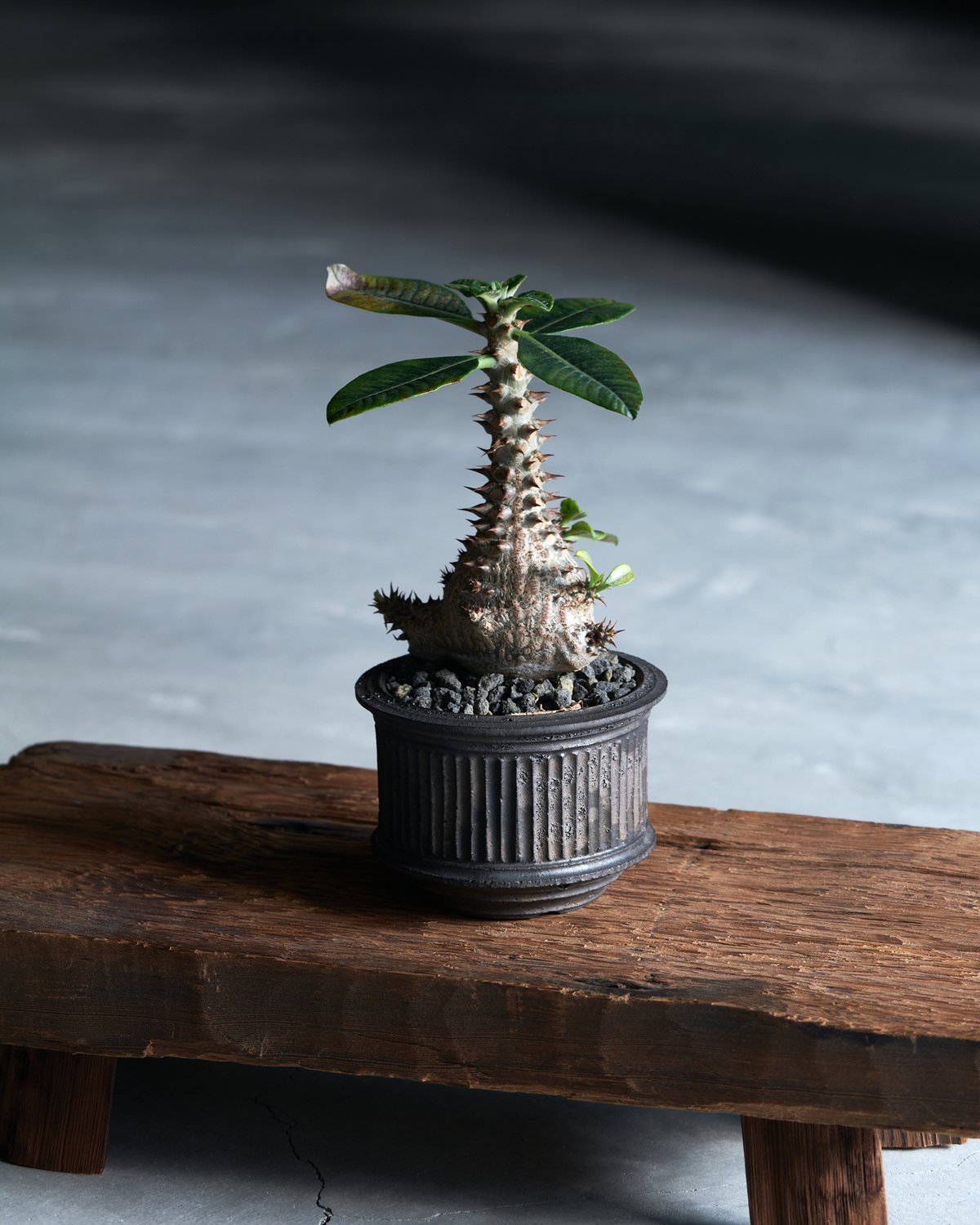 パキポデュウム　ウィンゾリー　HIRO パキポディウムウィンゾリー × 小野瀬一 | MEGASHEEP