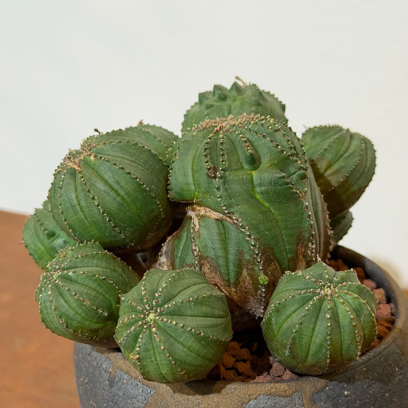 ユーフォルビア オベサ 梵天 斑入 モンスト 01 | MEGASHEEP