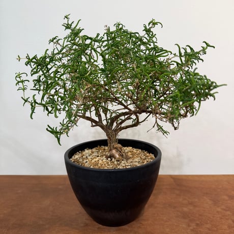 メストクレマ | STORES