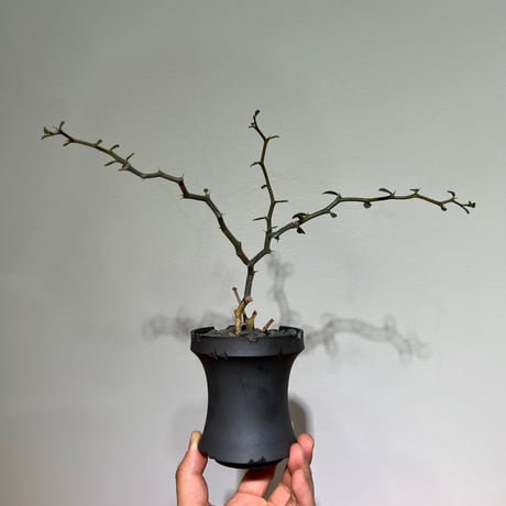 ジグザグの木 | STORES