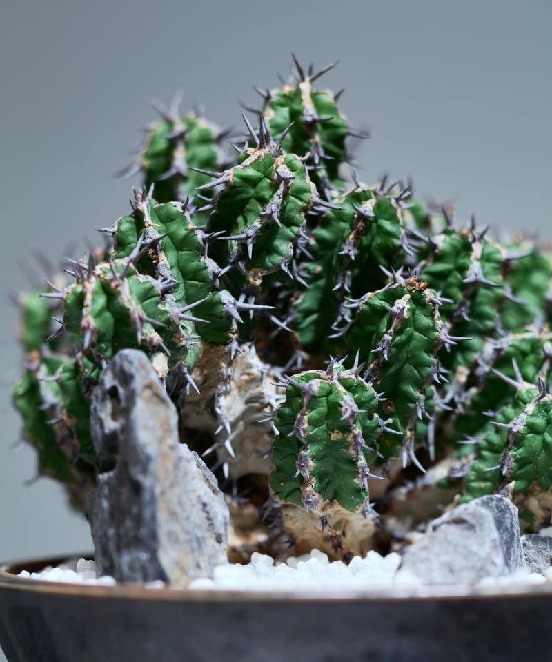 ユーフォルビア ミトリフォルミス silver gray pot | MEGASHEEP