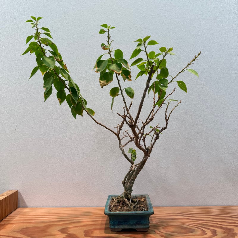 ブーゲンビリア 盆栽 | MEGASHEEP