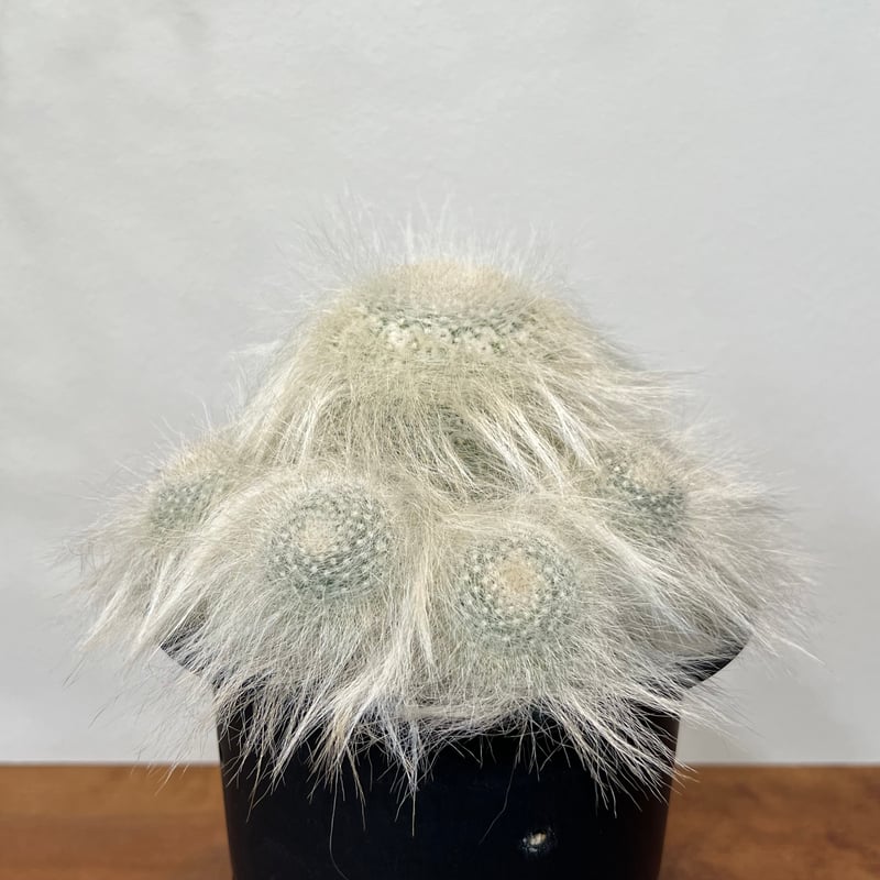 マミラリア穴原玉翁殿 群生 | MEGASHEEP