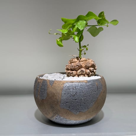 ディオスコレアエレファンティペス | STORES