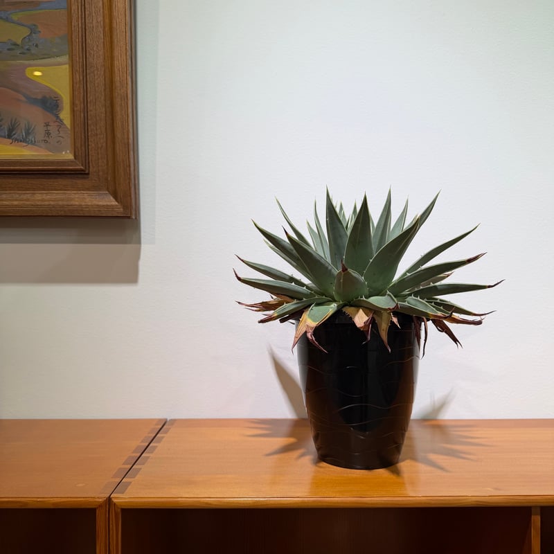 アロエ ポリフィラ 02 | MEGASHEEP