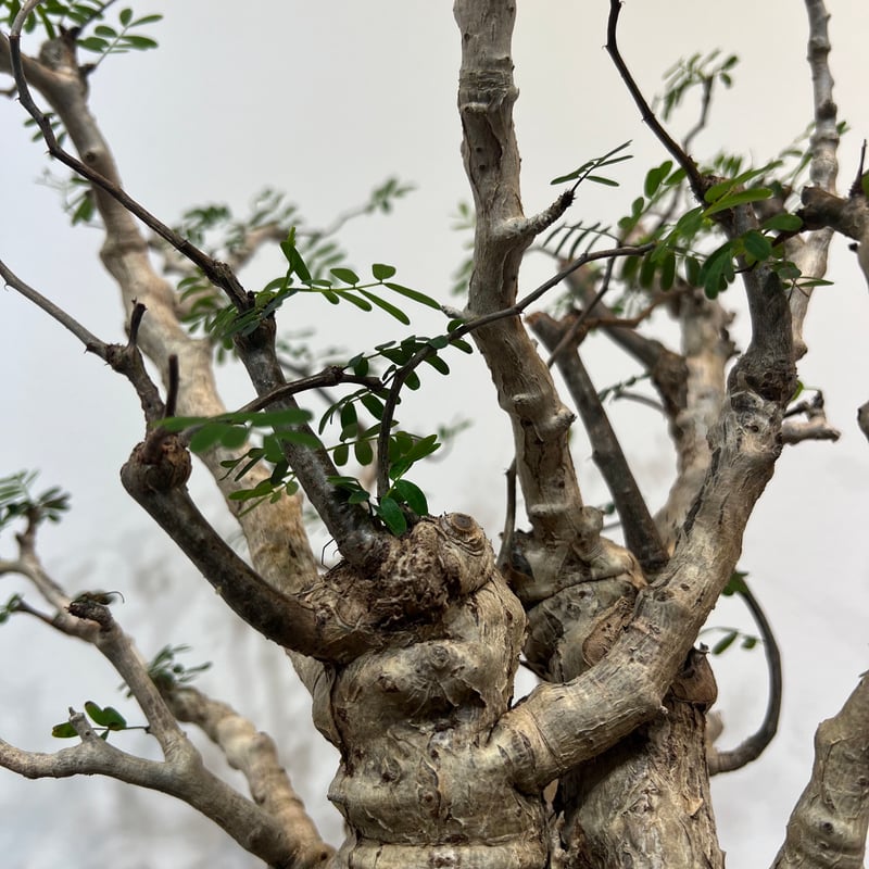 センナメリディオナリス | MEGASHEEP