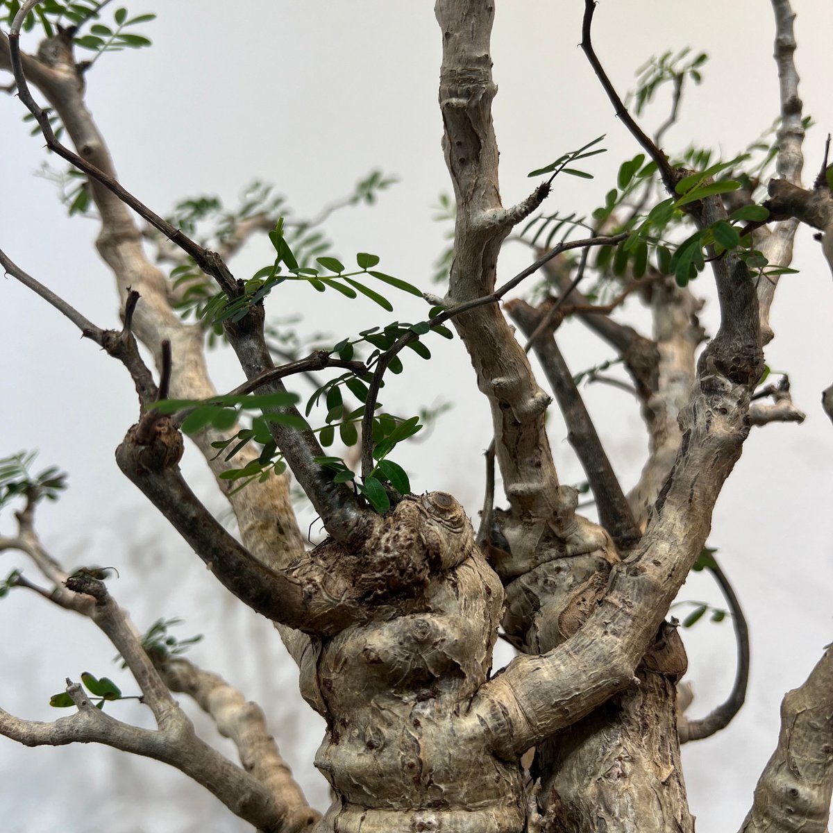 センナメリディオナリス | MEGASHEEP