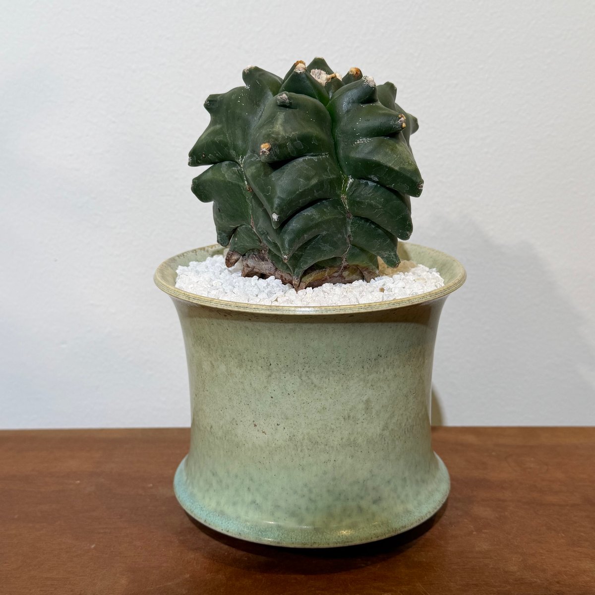 亀甲ランポー玉　実生　アストロフィツム アストロフィツム 亀甲碧瑠璃ランポー玉 | MEGASHEEP