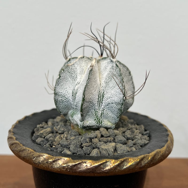 その他 OZWRT Spirit of Astrophytum OZWRT Spirit of Astrophytum