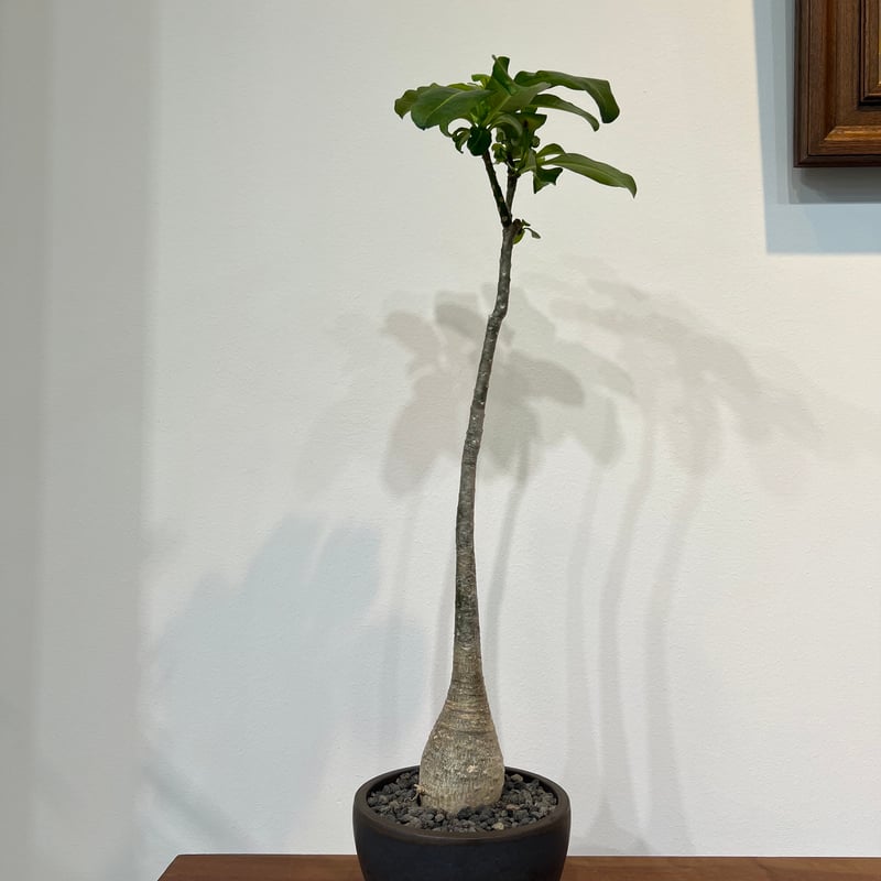 パキポディウムデカリー | MEGASHEEP