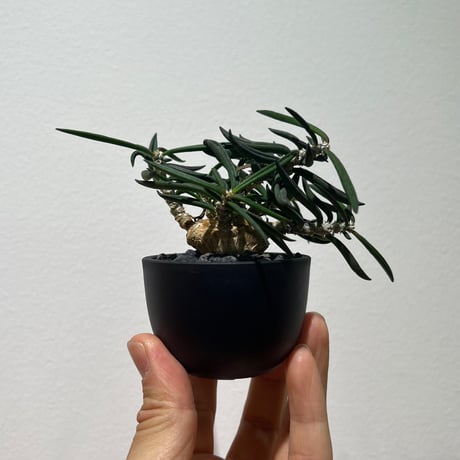 ユーフォルビアキリンドリフォリア | STORES