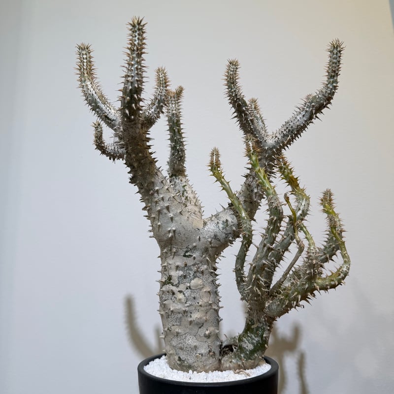 パキポディウム ホロンベンセ | MEGASHEEP