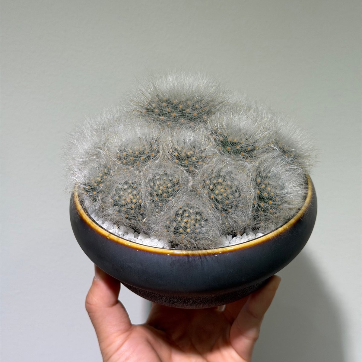 マミラリア 薫晃殿 gray pot | MEGASHEEP