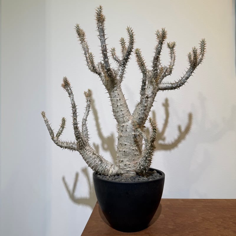 パキポディウム ホロンベンセ | MEGASHEEP