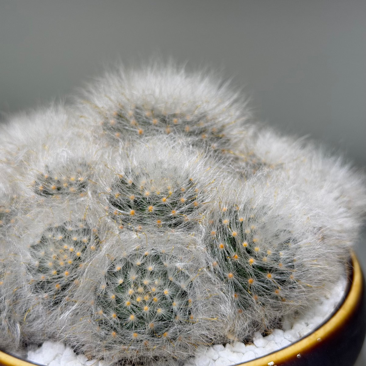 マミラリア 薫晃殿 gray pot | MEGASHEEP