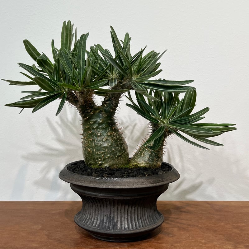 パキポディウムグラキリス × 小野瀬一 | MEGASHEEP