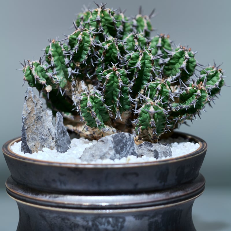 ユーフォルビア ミトリフォルミス silver gray pot | MEGASHEEP