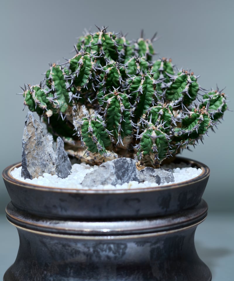 ユーフォルビア ミトリフォルミス silver gray pot | MEGASHEEP