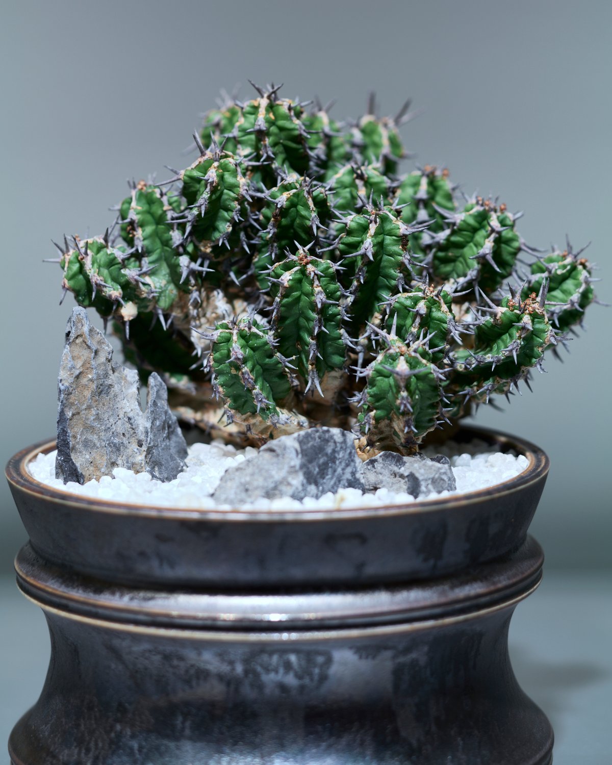 ユーフォルビア ミトリフォルミス silver gray pot | MEGASHEEP