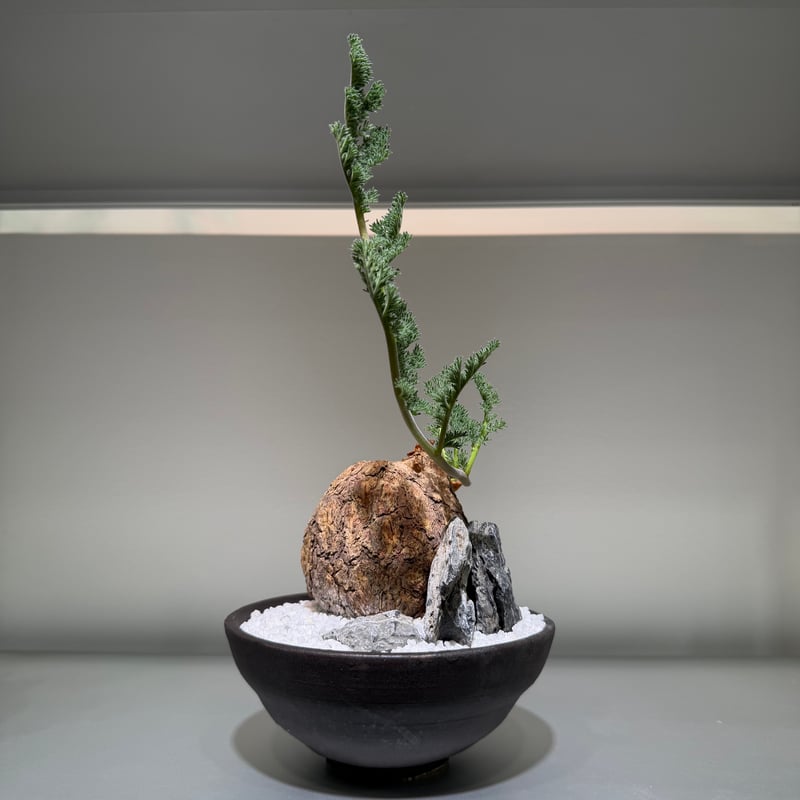 ペラルゴニウム　トリステ ペラルゴニウム トリステ × saki Hoshigumo dark -星雲- | MEGAS