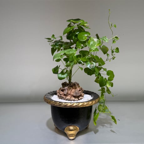 セ*ウ様 亀甲竜 亀甲竜 No.11 | mana's farm:塊根植物・アガベ・ドライガーデン植物