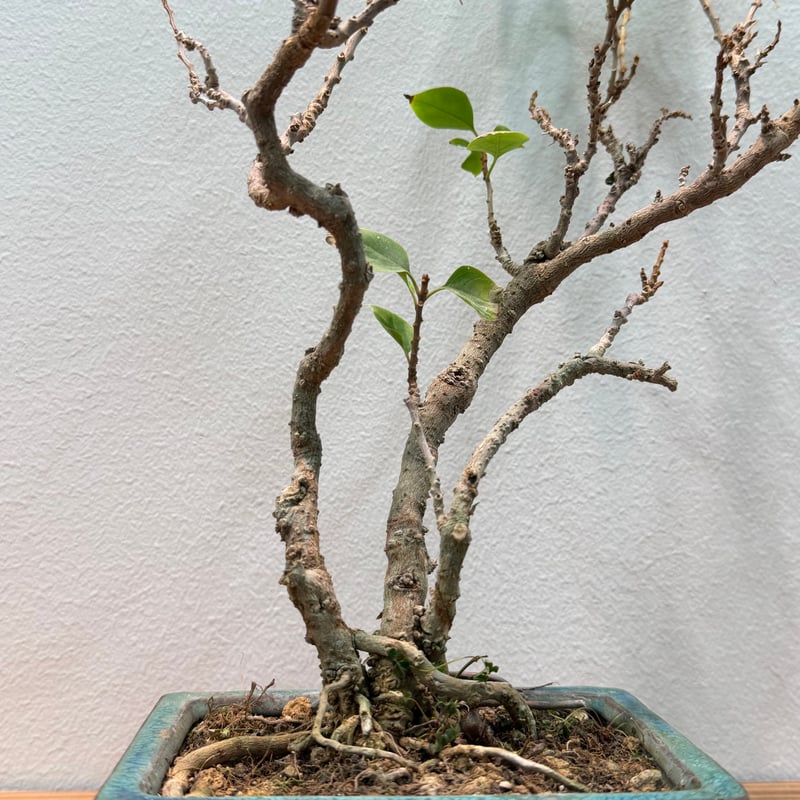 ブーゲンビリア 盆栽 | MEGASHEEP