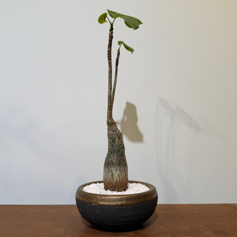 プセウド ボンバックス エリプティクム | MEGASHEEP