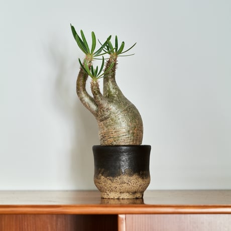 パキポディウムグラキリス | STORES