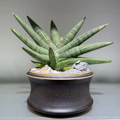 サンスベリア | STORES