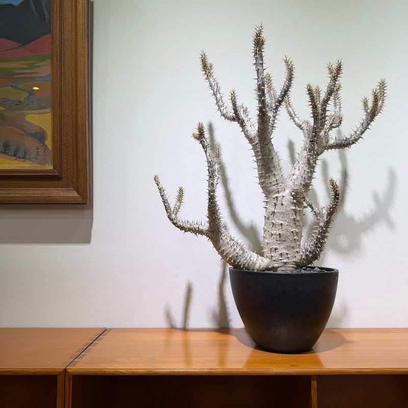 パキポディウム ホロンベンセ | MEGASHEEP