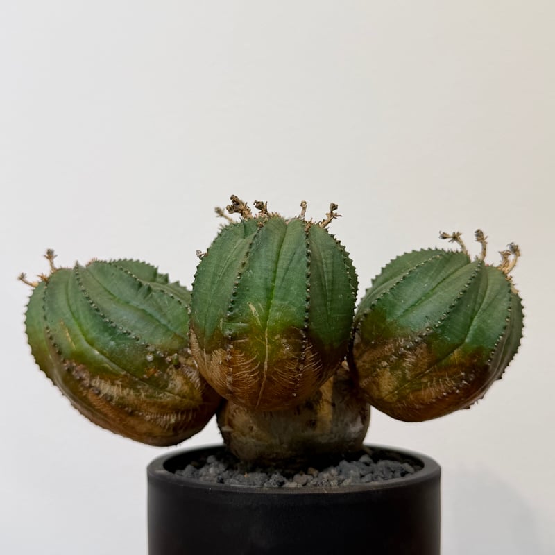 ユーフォルビア オベサ 梵天 斑入 モンスト 02 | MEGASHEEP