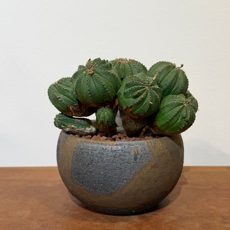 ユーフォルビアオベサ | STORES