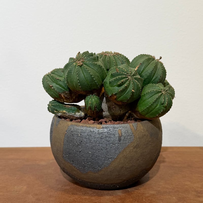 ユーフォルビア オベサ 4頭 モンスト 3号陶器鉢 ユーフォルビア オベサ