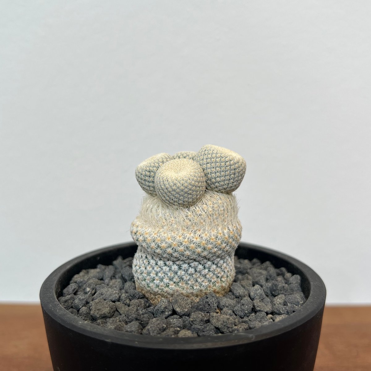 エピテランサ・小人の帽子 モンスト(抜き苗) エピテランサボーケイ 小人の帽子 | MEGASHEEP