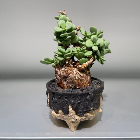 ピグマエア | STORES