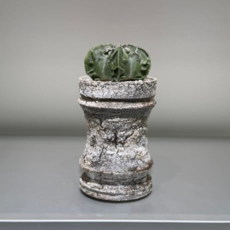 アストロフィツム | STORES