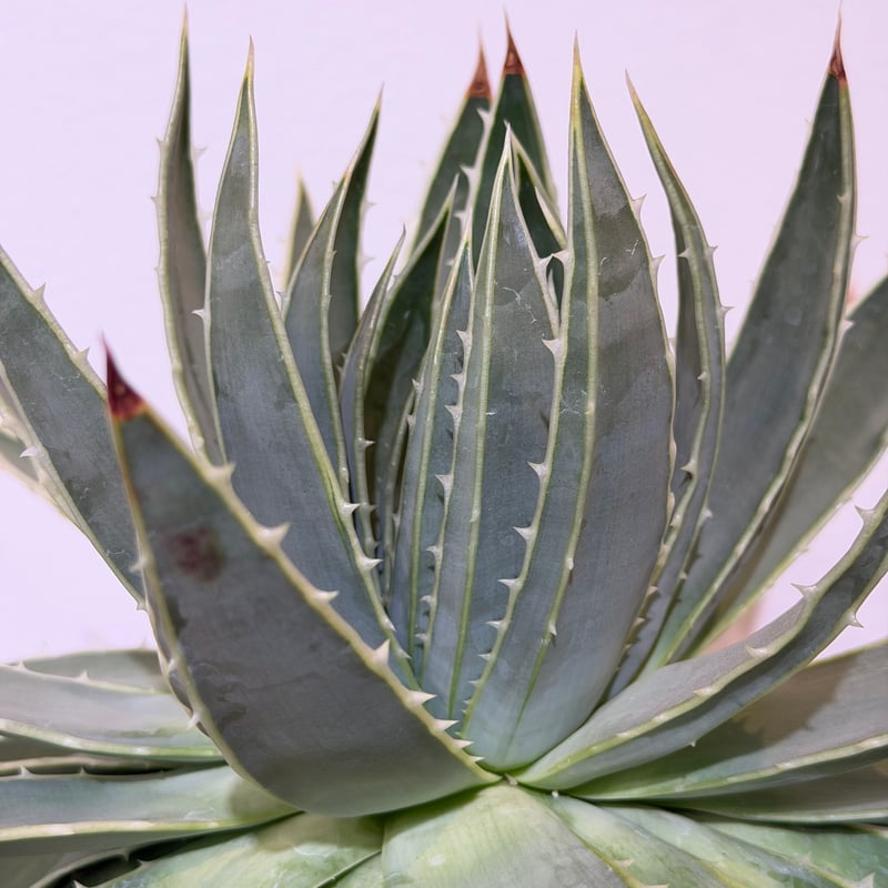 アロエ ポリフィラ 01 | MEGASHEEP