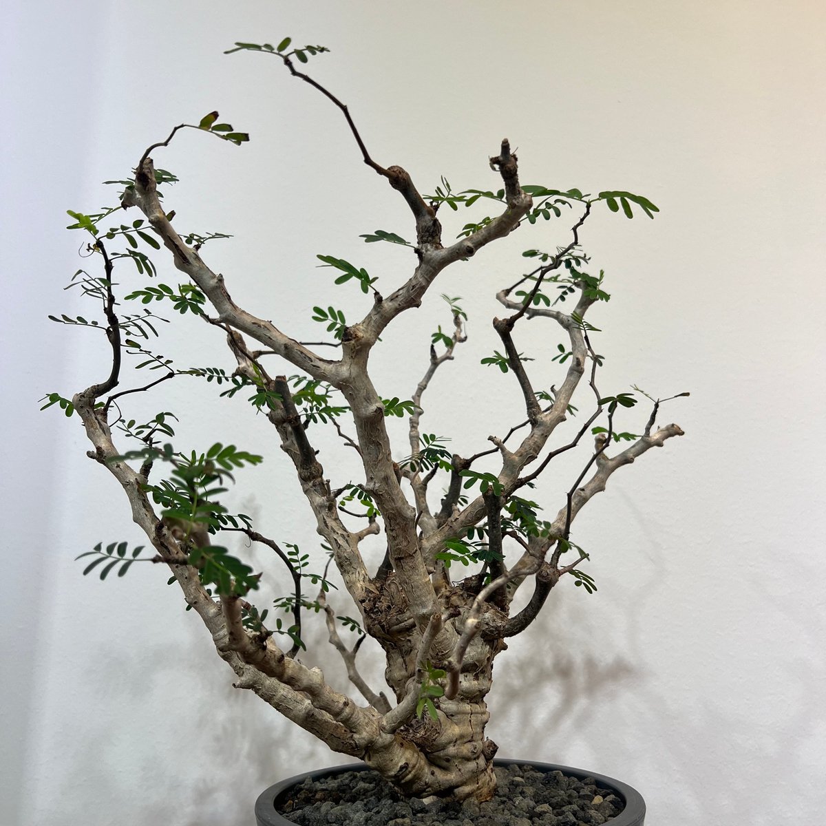 センナメリディオナリス | MEGASHEEP