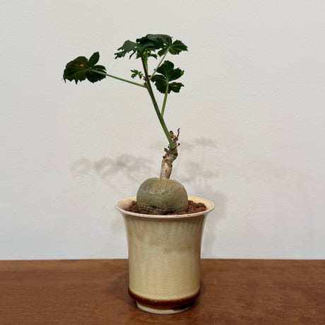 ヤトロファベルランディエリ | STORES