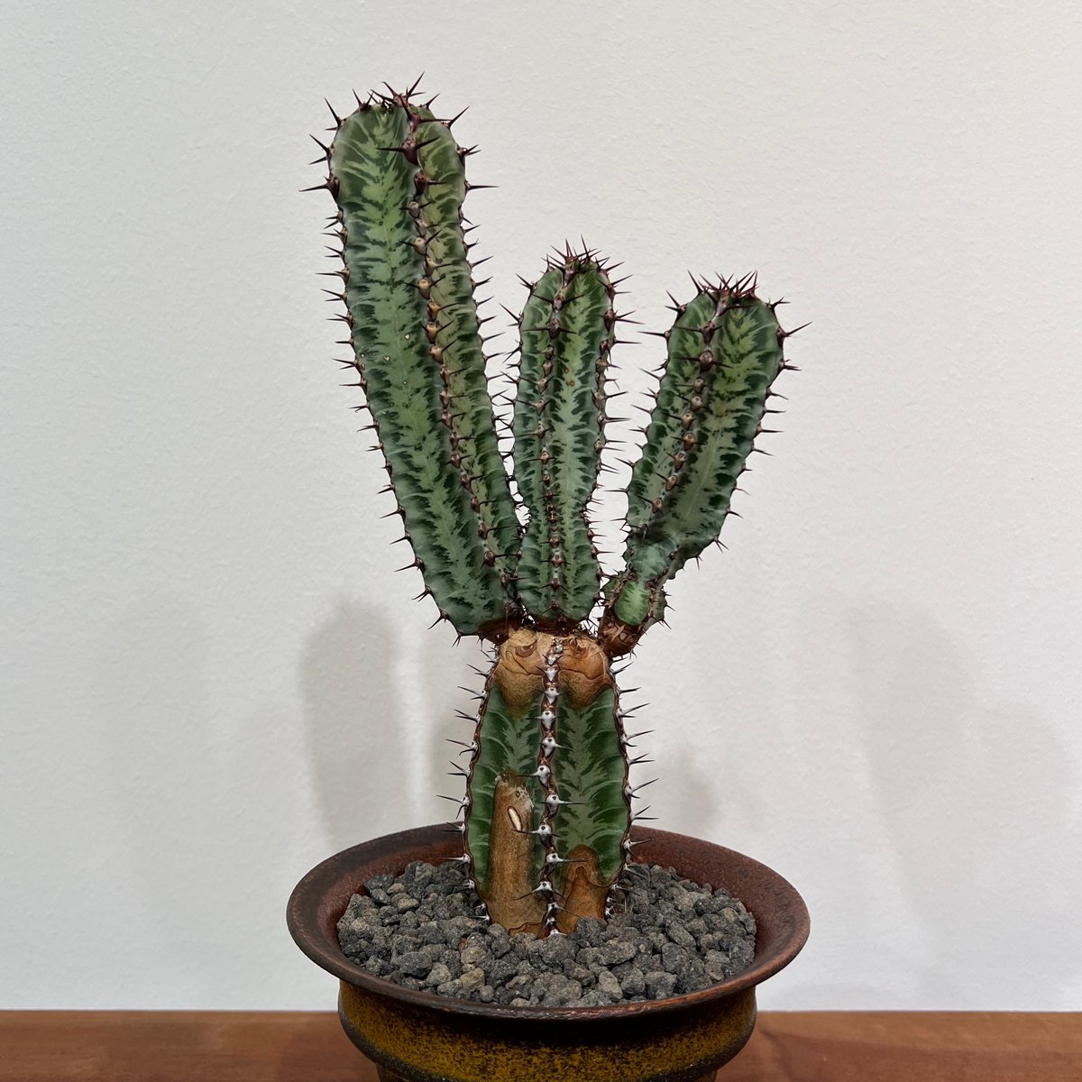 ユーフォルビア コンフィナリス ×QUTOTEN. ユーフォルビア コンフィナリス ×QUTOTEN. - メルカリ