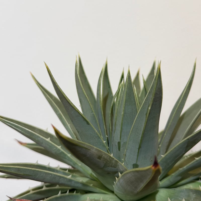 ポリフィラ錦　アロエ　ポリフィラ　　ユーフォルビア　サボテン　アガベ 耐寒性アロエ ポリフィラう大きめ◇南国ドライガーデン多肉サボテン