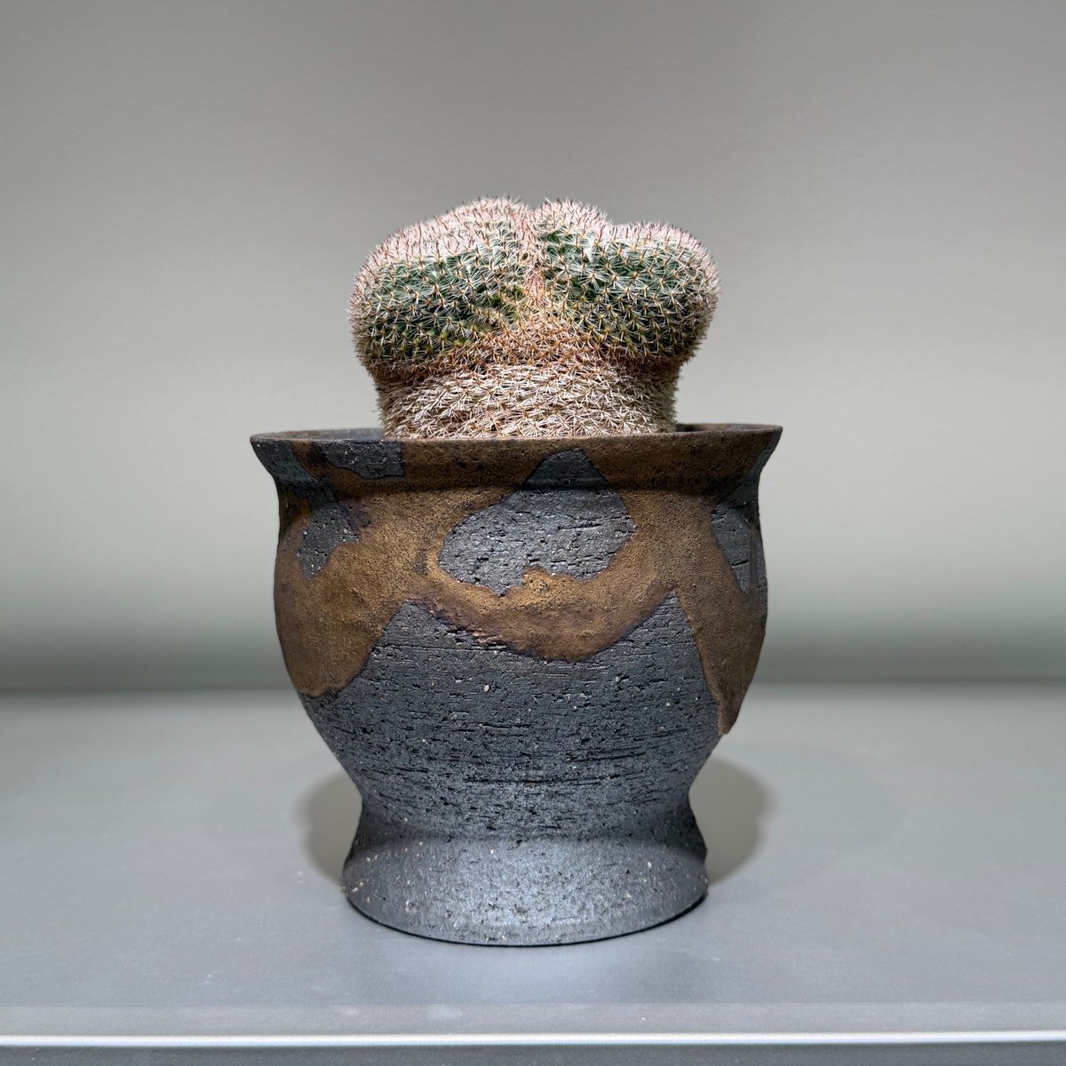 マミラリア 大福丸 Gold gray pot | MEGASHEEP